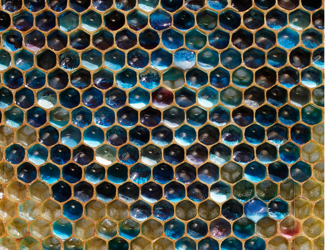 Cận cảnh những ô chứa mật màu xanh trên tổ ong