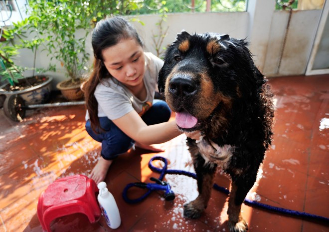 Một tuần 2 lần tắm để duy trì sự óng mượt sạch sẽ của bộ lông 