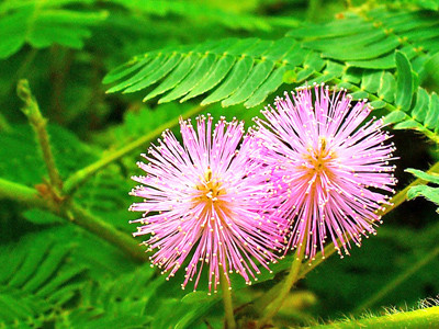 Mất ngủ, khó ngủ - Nguyên nhân và cách chữa trị ảnh 3