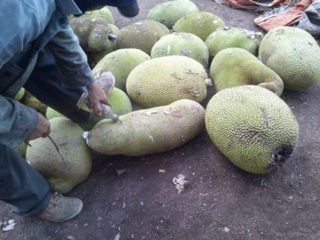 Tuyệt chiêu để tránh mất tiền mua trái cây độc hại ảnh 3