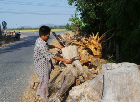 Hốt bạc nhờ chế tác gốc cây nghệ thuật ảnh 3