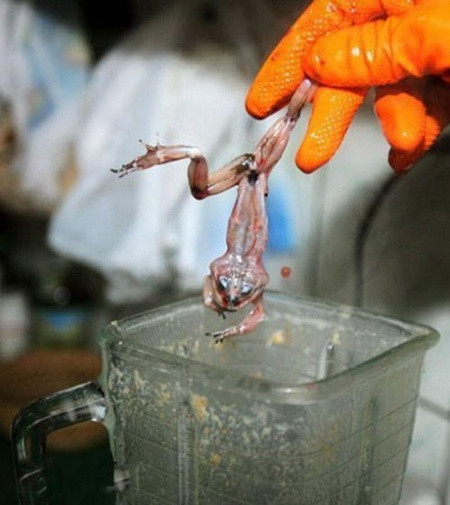 Rợn người với món sinh tố bằng... ếch sống ảnh 3