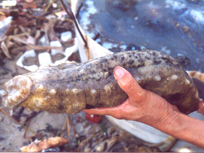 Hải sâm luôn kích thích sự quyết tâm của những người thợ lặn Lý Sơn . Ảnh: Tr.Q Hải sâm luôn kích thích sự quyết tâm của những người thợ lặn Lý Sơn