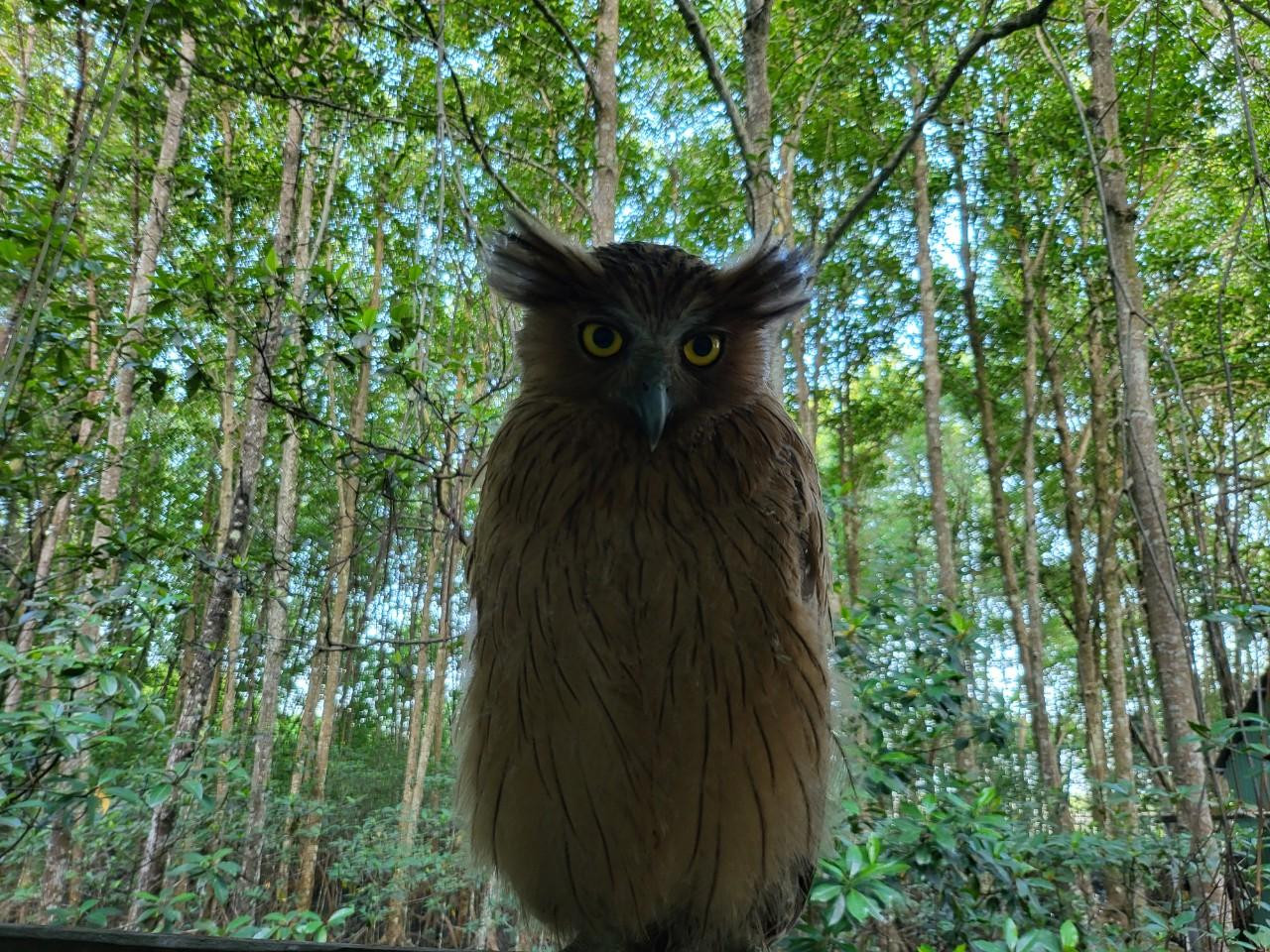 Loài chim cú cá quý hiếm xuất hiện ở Vườn quốc gia Mũi Cà Mau.