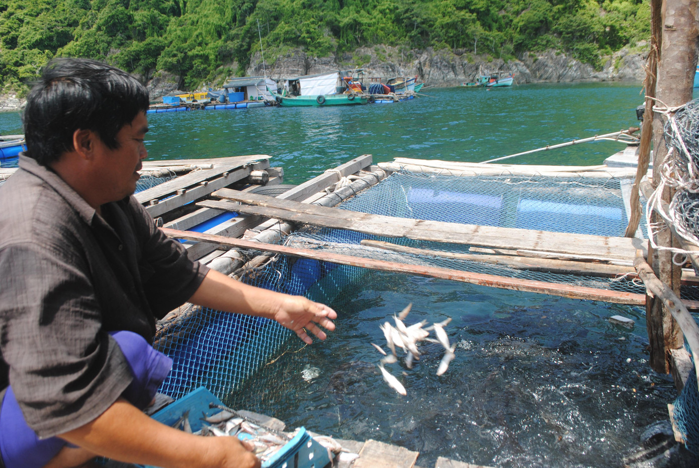 Thông thường kích thước mỗi lồng nuôi khoảng 6m x 6m x 4m. Giá cá bớp thương phẩm hiện đang ở mức khá cao.