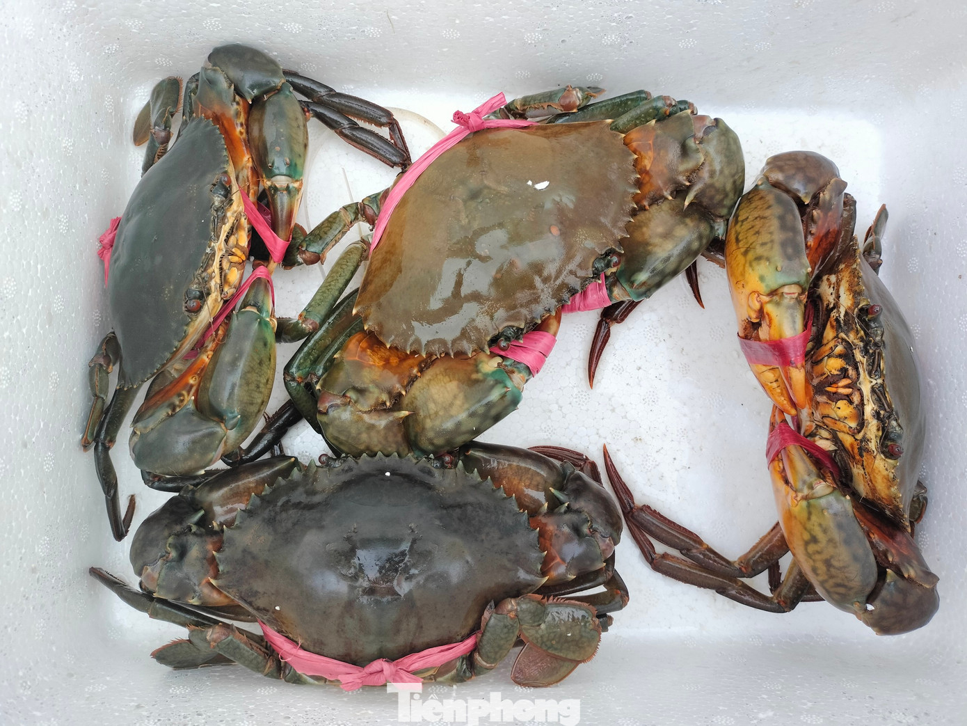 Quy định cua phải có nguồn gốc tại các huyện: Năm Căn, Ngọc Hiển, Đầm Dơi và Cái Nước phải tiếp giáp với Năm Căn, Đầm Dơi được đăng ký không hạn chế số lượng thi đấu.