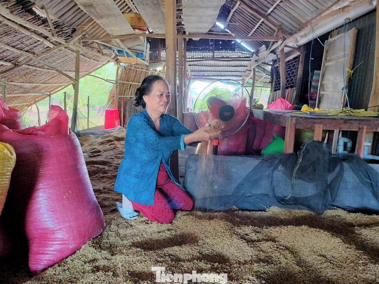 Bà Nga huy động sức quạt phơi lúa “chữa cháy” tạm thời.