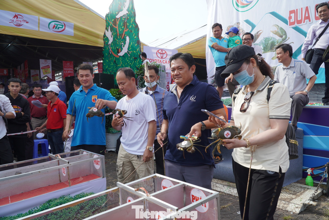 Lúc thi đấu cua, chủ cua được quyền dùng tay hoặc vật dụng để sờ lên mu cua để kích thích, hỗ trợ khi cua đang đua dừng lại.