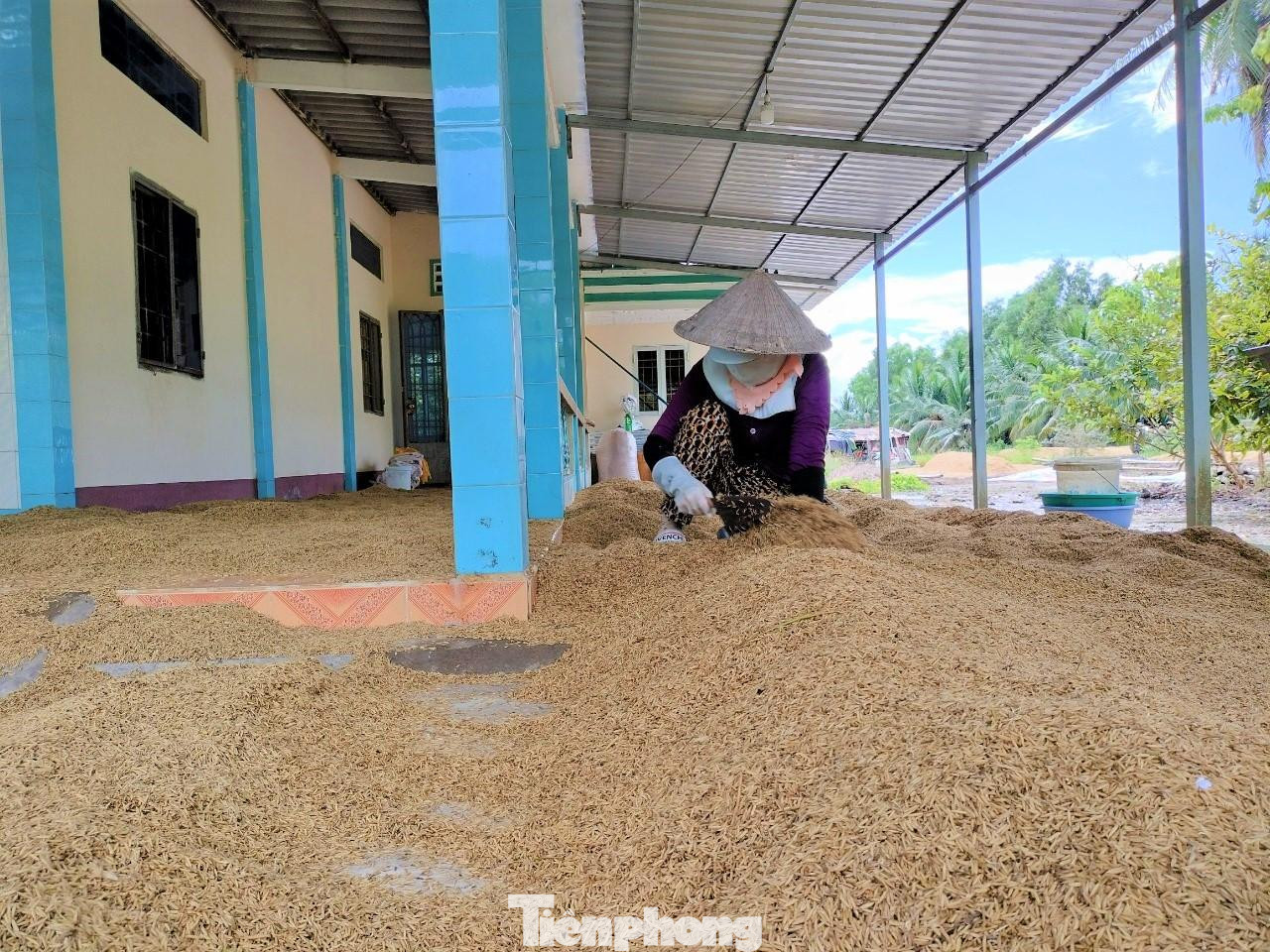 Gia đình ông Nguyễn Văn Lâm (ấp Phước Hoà, xã Biển Bạch Đông) tận dụng mọi mái che quanh nhà làm sân phơi lúa nhưng lúa vẫn bị ẩm vì thiếu nắng.