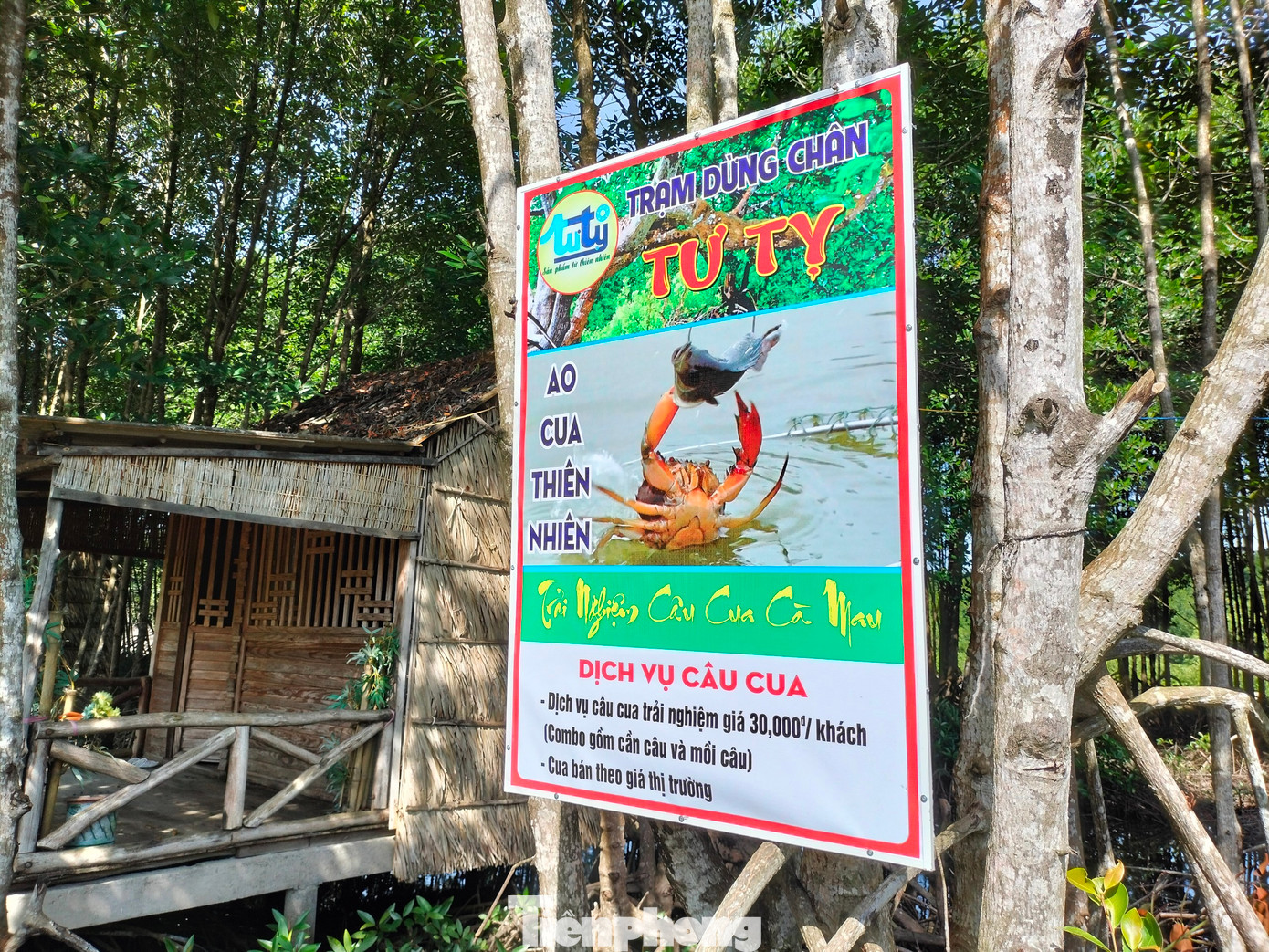 Ở những vuông tôm (ao nuôi tôm) ở Cà Mau, người dân thả cho cua sống tự nhiên. Du khách đừng bỏ lỡ trải nghiệm bắt cua bằng cách câu cua... ở các vuông tôm này.