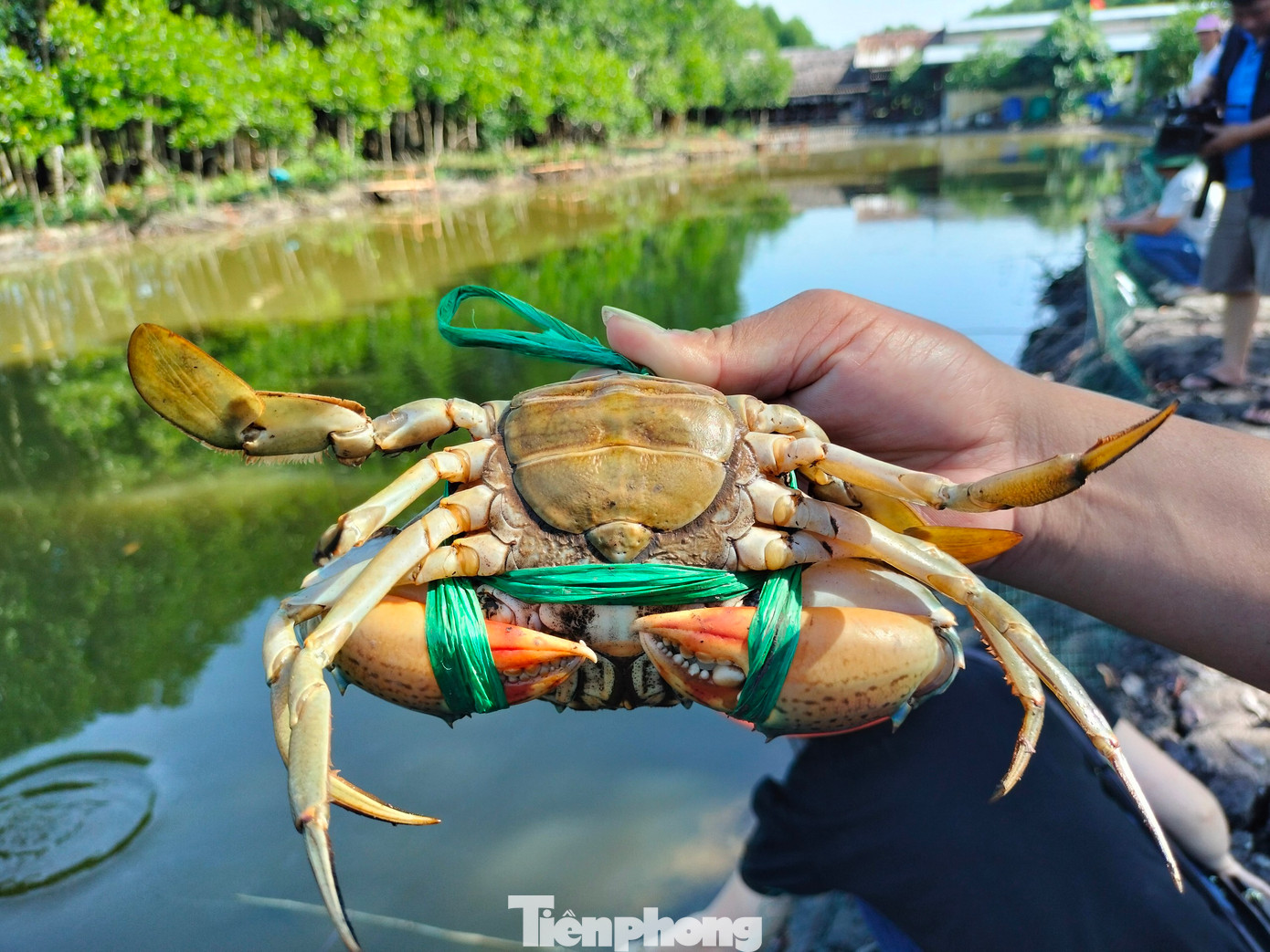 Cua đem lên bờ vuông cần được kiểm tra bằng cách bóp vào phần vỏ bụng. Con nào bóp vào nghe cảm giác cứng là bắt; những con cua thân còn mềm thì thả lại.