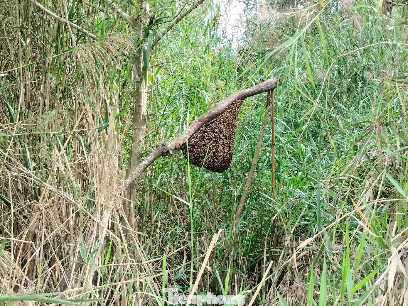 Vào mùa ăn ong, du khách sẽ được theo chân những người thợ gác kèo ong để vào rừng cùng ăn ong, lấy mật.