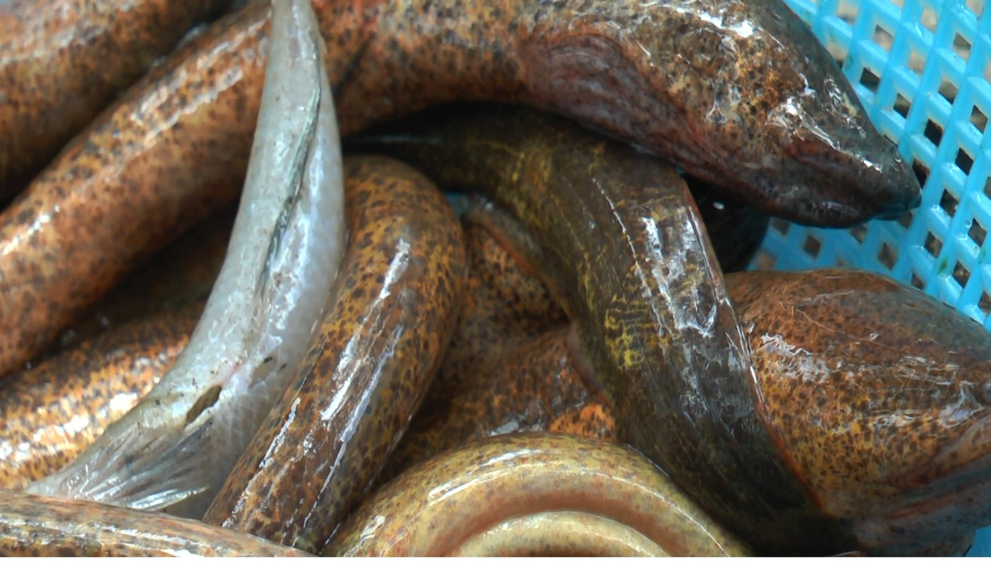 Sau một ngày cắm câu, người dân sẽ mang lịch ra chợ bán với giá mỗi ký từ 100.000 đồng đến 200.000 đồng tùy theo kích cỡ lịch. Trung bình mỗi người cắm câu lịch thu nhập từ 300.000 đồng đến 500.000 đồng.