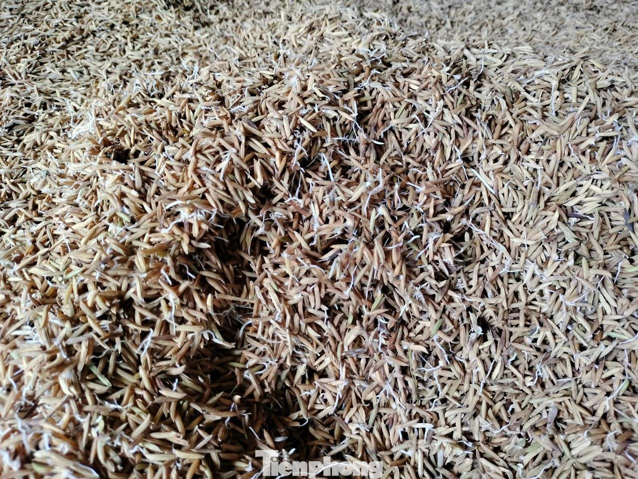 Lúa ST25 thu hoạch gặp mưa liên tục, bị ẩm, bén rễ non.