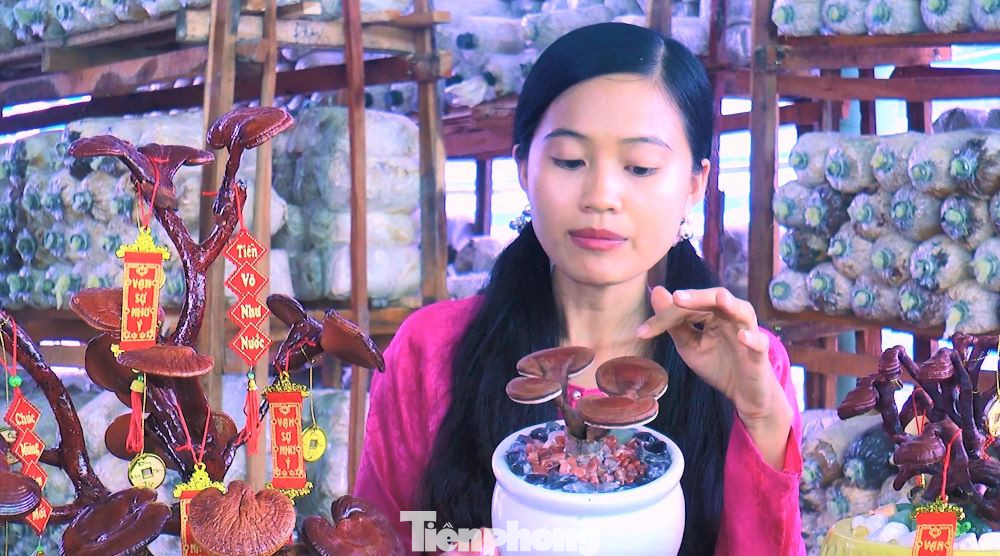 “Ban đầu, tôi tận dụng cái nhà sau như những cái nhà kho không xài tới kê thêm các cái kệ rồi che lá lên cho mát làm vài trăm phôi…Qua thời gian cho khách hàng và lối xóm dùng thử, họ cho ý kiến là ăn ngon, giá hợp lý nên tôi quyết định làm thêm các trại”, Mai Ril chia sẻ ý tưởng khởi nghiệp.