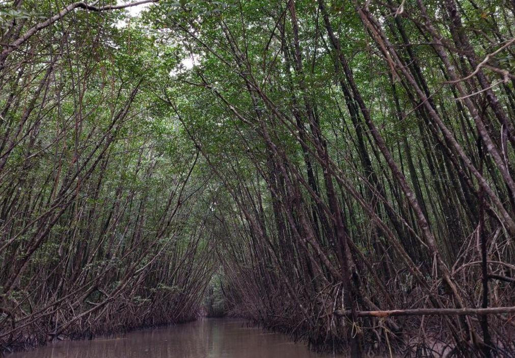 Vườn Quốc gia Mũi Cà Mau. Vườn Quốc gia Mũi Cà Mau.