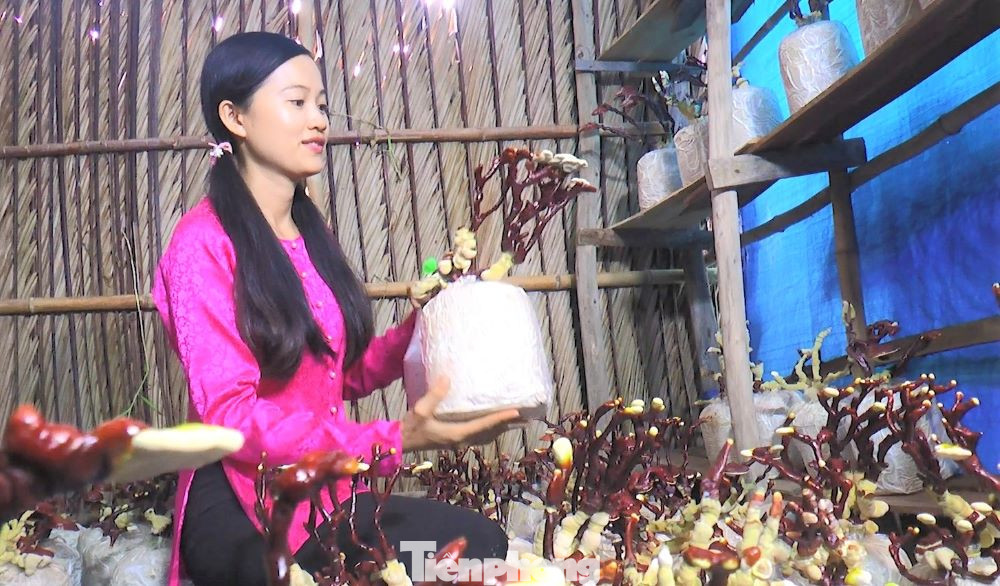 “Trồng nấm thì phải thức khuya, dậy sớm, trông coi và hái từng phôi nấm để giữ độ tươi. Những lúc thời tiết không ổn định, nấm không đâm chồi là tôi phải thức trắng đêm để tìm tòi và khắc phục. Tuy nhiên, khi nhìn những cây nấm đủ sắc màu, đủ hình dáng đua nhau phát triển thì mình cảm thấy vui lắm” - Mai Ril chia sẻ thêm.