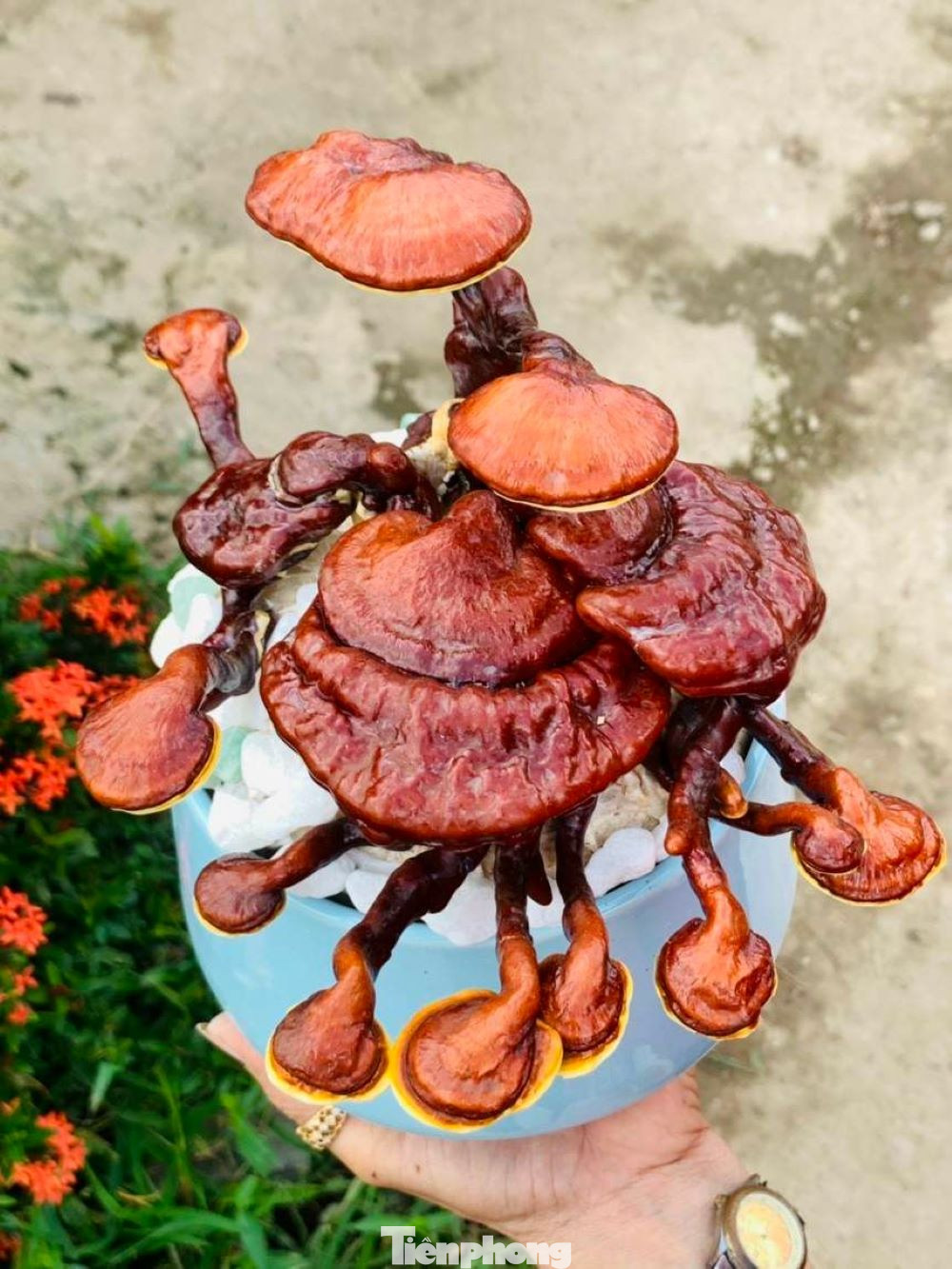 Những cây nấm lớn nhưng hình dáng không đẹp sẽ được cô chủ nấm cắt ra phơi khô, xử lý để làm những chậu bonsai nấm khô có thể lưu giữ được vài năm. Những cây nấm có dáng đẹp sẽ được chăm sóc cẩn thận và cho vào chậu để chuẩn bị xuất bán trong dịp Tết.