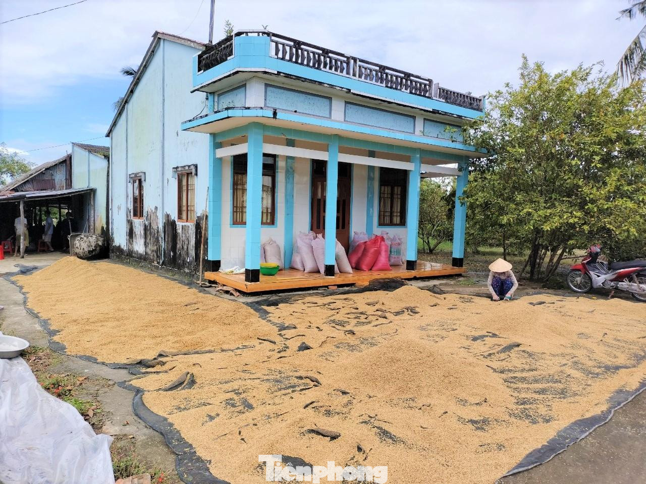 Nông dân ấp Nguyễn Tòng (xã Biển Bạch Đông, huyện Thới Bình) tranh thủ trời nắng hiếm hoi phơi lúa sau thu hoạch.