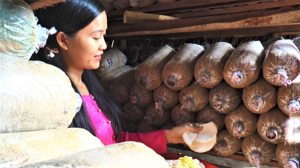 Năm 2017, Mai Ril tốt nghiệp đại học ngành du lịch ra trường làm việc được một thời gian thì đại dịch COVID-19 ập đến. Ở phòng trọ tránh dịch, Ril không biết làm gì ngoài việc tìm tòi trồng nấm cải thiện bữa ăn.