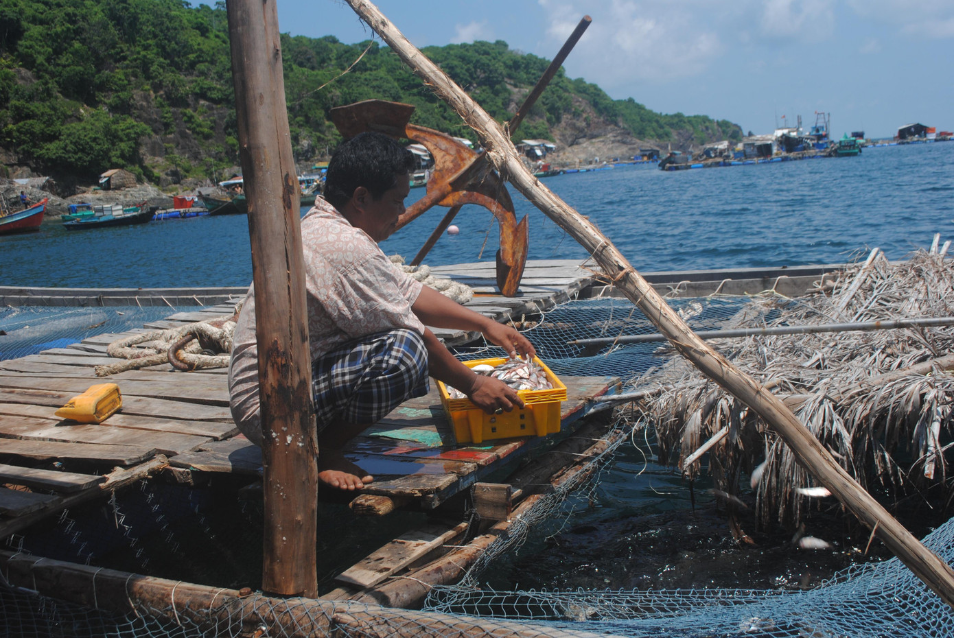 Nguyên nhân ban đầu xác định cá bị chết là do bị bọ bám hút máu, gây vết thương hở; từ đó bị vi khuẩn và nấm tấn công, cá bỏ ăn và chết.