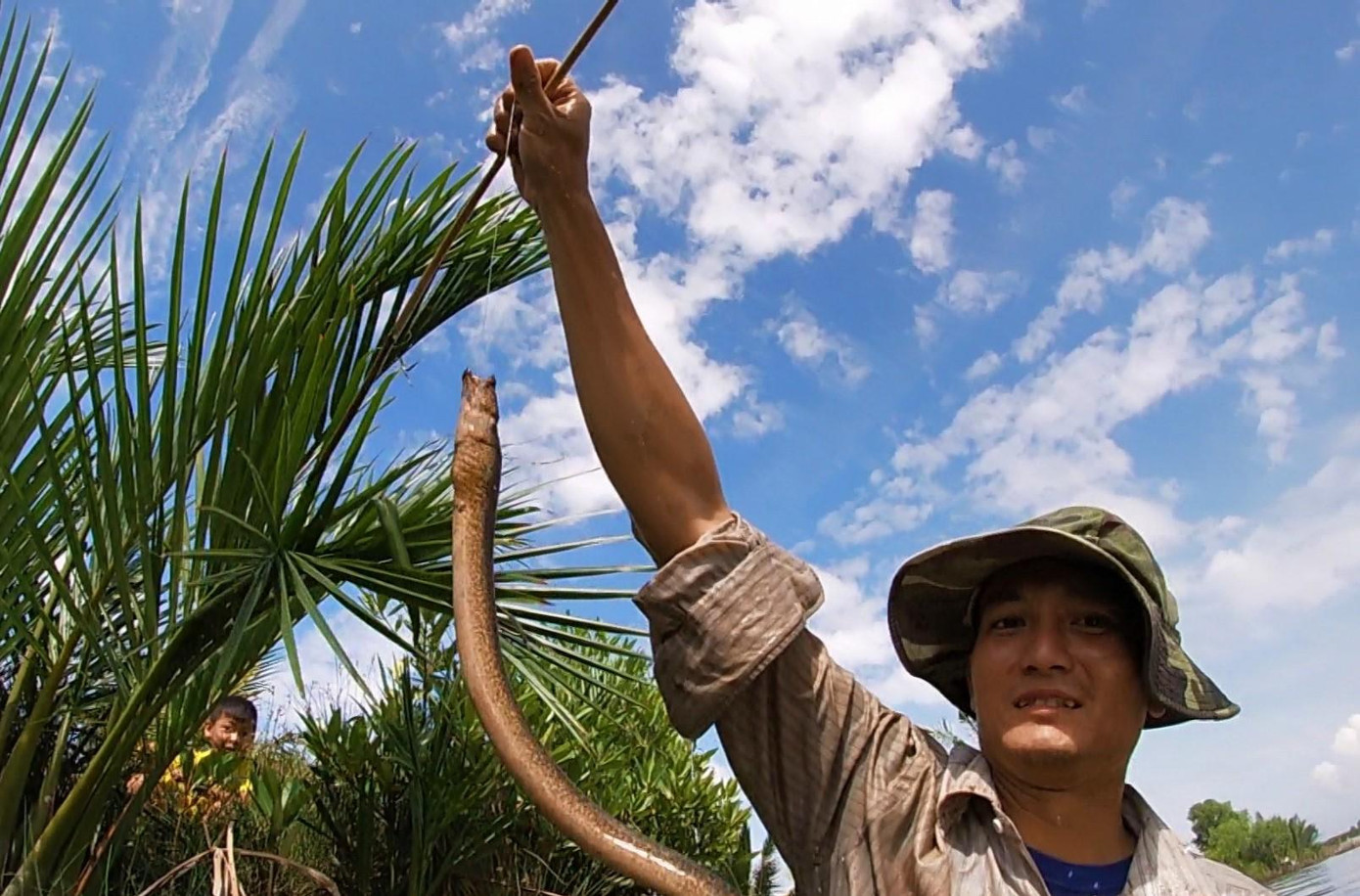 Thông thường những vuông tôm lâu năm không thuốc lịch thì số lượng lịch làm hang trong vuông rất nhiều, ảnh hưởng lớn đến sản lượng tôm nuôi.