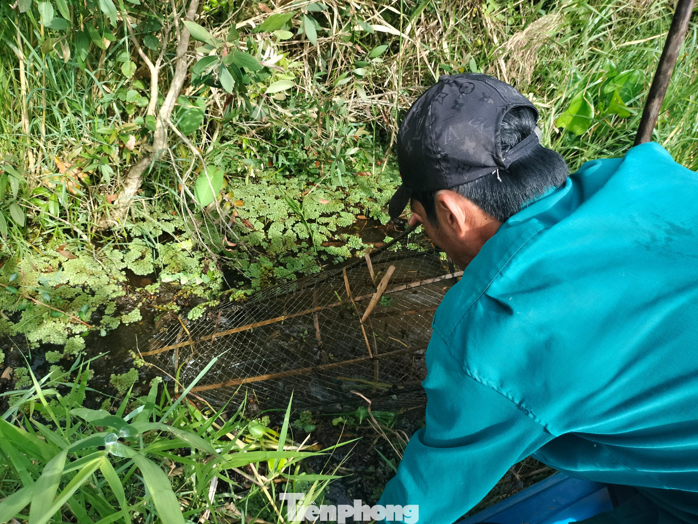 Đến nơi, anh Hoàng quơ tay vén những lớp bèo, cỏ để lộ những chiếc lờ, lợp nhấp nhô trên mặt nước mà anh đã đặt từ nhiều đêm trước.
