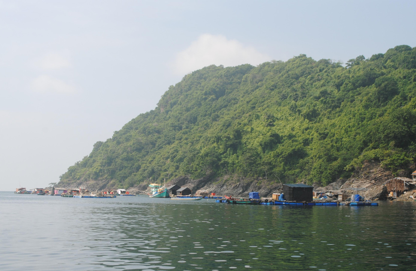 Ngày 9/9, ông Lê Văn Phương - Giám đốc Hợp tác xã Hòn Chuối (thị trấn Sông Đốc, huyện Trần Văn Thời, tỉnh Cà Mau) cho biết, tình trạng cá bớp nuôi lồng bè bị chết vẫn tiếp diễn, khiến người dân trên đảo Hòn Chuối hết sức lo lắng.