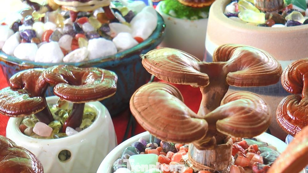 Không dừng lại với thành công của trồng nấm thương phẩm, Mai Ril còn thử nghiệm với nấm linh chi trồng làm bonsai. Hiểu được đặc tính của nấm nên “cô nấm” đã sáng tạo ra hình dáng của nấm bằng cách tạo ra môi trường khắc nghiệt cho nấm. Từ đó nấm sinh ra nhiều kiểu dáng lạ, độc và đẹp để cô có thể biến nấm thành tác phẩm nghệ thuật.