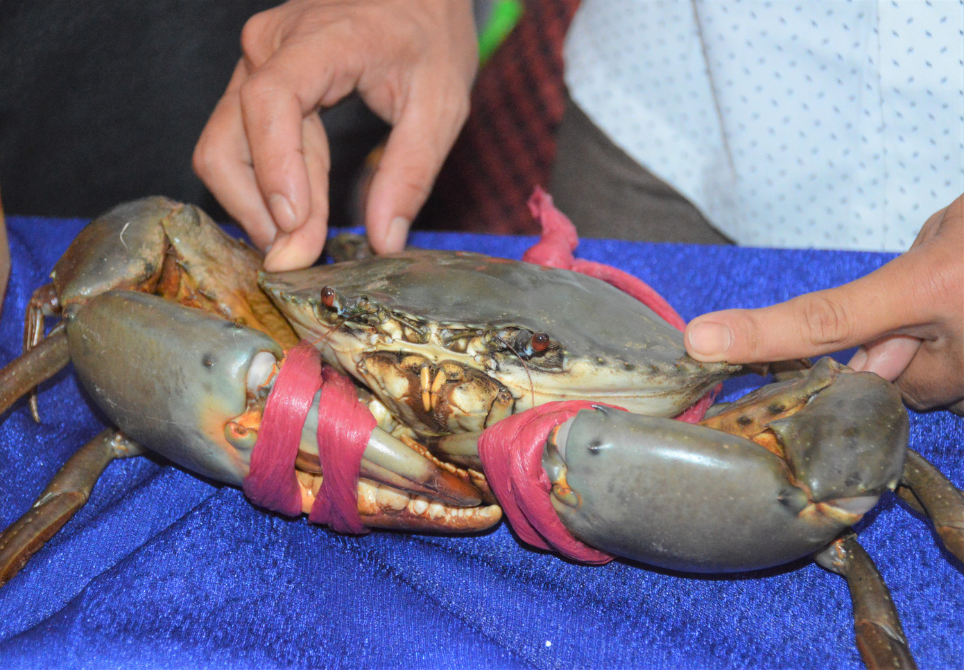 Cua dự thi phải đủ một cặp (đôi) càng, một cặp chân bơi, ít nhất 2 cặp chân bò (cho phép mất một chân bò mỗi bên nhưng không cùng trên một đốt); cua không bị bám bẩn hay ký sinh trùng, phản xạ tốt; cua được trói bằng dây trói cua không trọng lượng (dân gian gọi là dây bố hoặc dây kiếng).