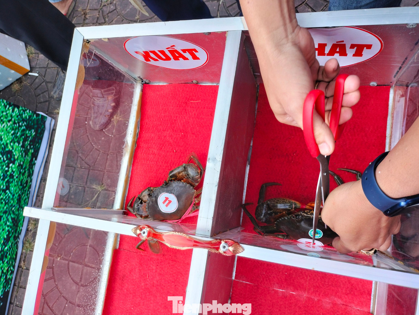 Trọng tài có hiệu lệnh xuất phát cho “cua thủ” đua và cua nào về đích trước được xem như thắng cuộc và được tiếp tục vào thi đấu vòng sau.