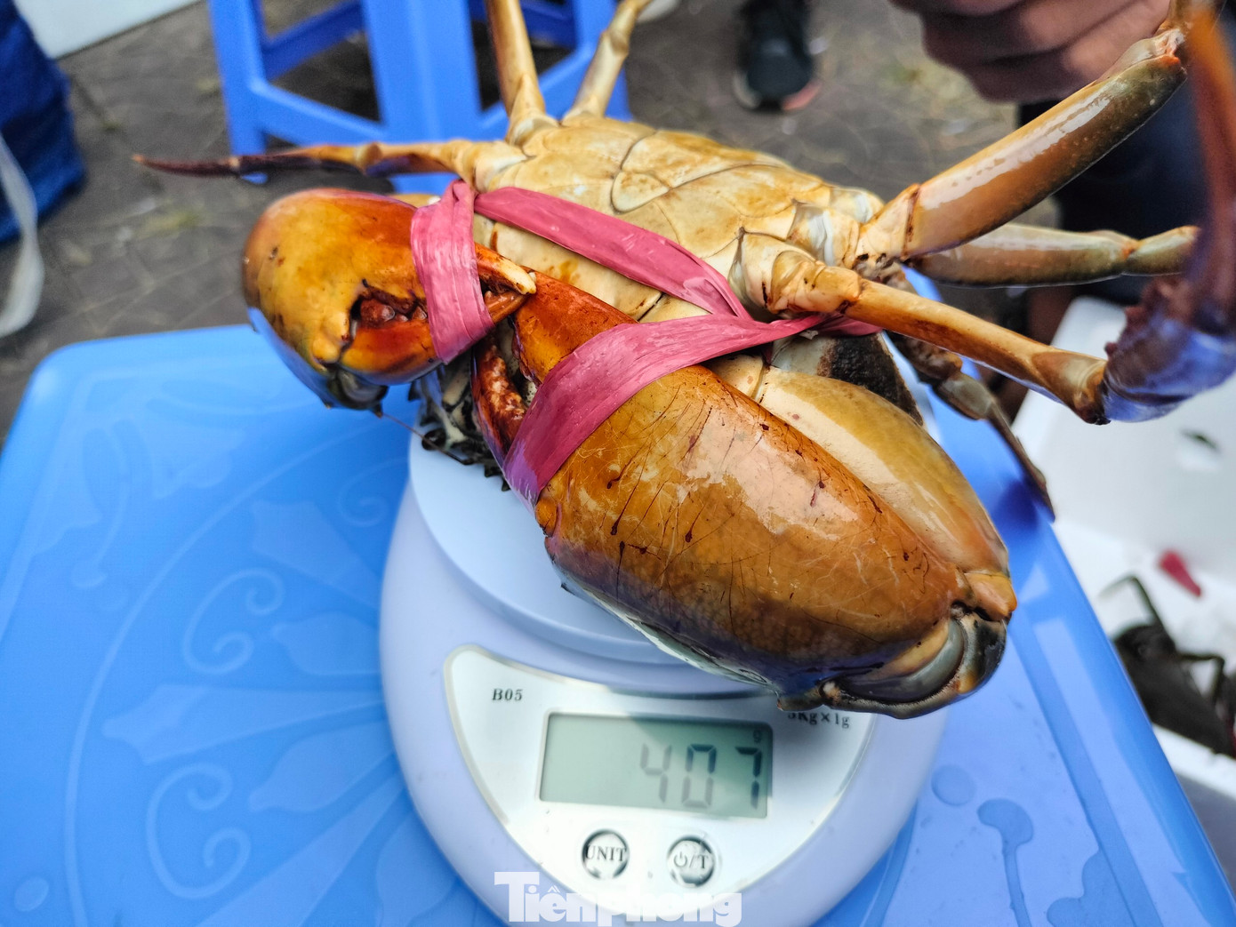 Mỗi cá nhân được đăng ký không quá 5 “cua thủ”. Cua dự thi có 3 hạng cân gồm: Trọng lượng từ 300gram đến dưới 400gram; từ 400gram đến dưới 500gram và từ 500 gram trở lên.