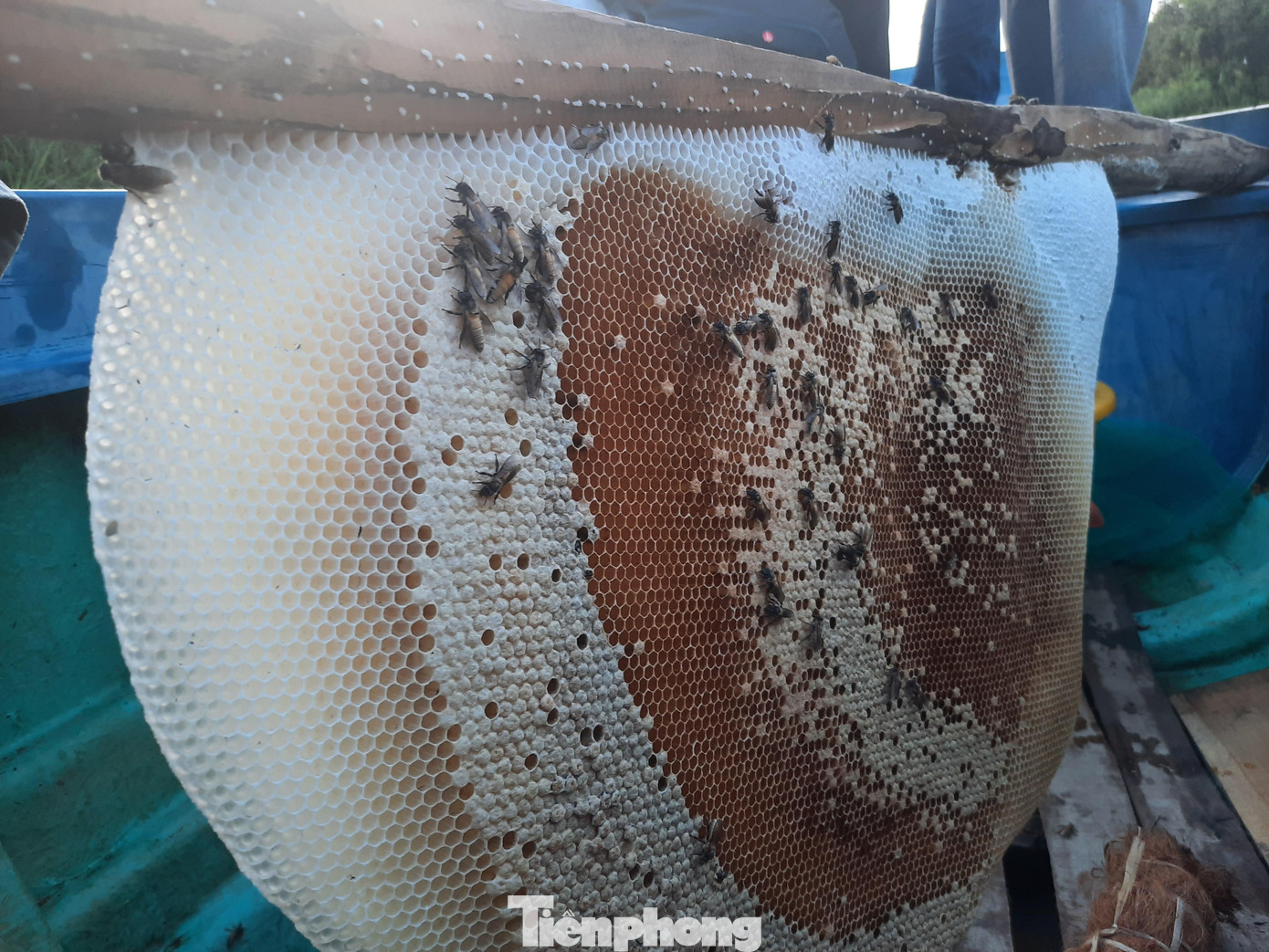 Hiện nay, nhu cầu thị trường tiêu thụ đối với mật ong rừng U Minh Hạ nguyên chất ngày càng tăng, mặc dù giá không hề rẻ, từ 400.000 - 600.000 đồng/lít nhưng gia đình vẫn không đủ bán.