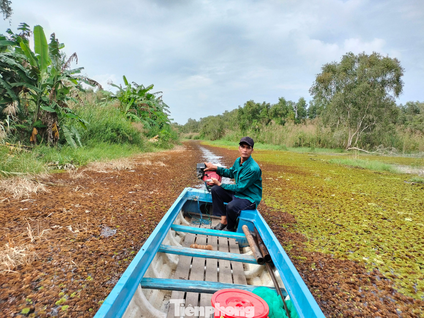 Theo chân anh Huỳnh Vũ Hoàng (39 tuổi, ngụ ở xã Khánh Bình Tây Bắc, huyện Trần Văn Thời, tỉnh Cà Mau – người đã có 25 năm gắn bó với rừng) len qua thảm bèo dày đặc, đi giữa ngút ngàn lau sậy bung cờ trắng xóa, tiến vào vùng xanh thăm thẳm của rừng tràm U Minh Hạ, hẳn sẽ khó quên vẻ đẹp nơi mảnh đất địa đầu Tổ quốc.