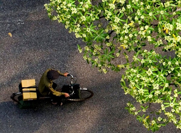 Hoa sữa là loài hoa gắn liền với phố Nguyễn Du. Ảnh: vnq