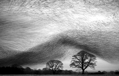 Một chú sói nhảy qua hàng rào trong cuộc đi săn của mình, Luis Rodriguez (người Tây Ban Nha - tác giả bức ảnh) nói rằng tấm hình này đã xác định sự nghiệp của anh Đây là bức ảnh dành giải thưởng trong thể loại đen - trắng, Danny Green đã sử dụng máy ảnh với tốc độ chụp chậm để ghi lại chuyển động của hàng trăm nghìn con chim trên bầu trời Phải mất 16 năm, Fergus Gill (Scotland) mới ghi lại được hình ảnh hai chú chim cổ vàng chiến đấu với nhau trên mặt những bông tuyết Một chú mèo đang doạ dẫm một con cáo to gấp 3 lần nó, ảnh do nhiếp ảnh gia Igor Spilenok (Nga) chụp Hai chú khỉ tranh giành nhau uống nước tại một vòi nước tự động, Andrew Forsyth - Nhiếp ảnh gia người Anh đã nhanh chóng chộp lại khoảnh khắc rất “trẻ con” của chúng