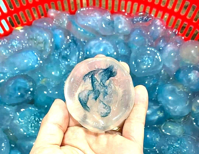 Nuốc Huế nay có giá rất cao vì cộng đồng mạng "sôi sục" sau những bài review. Bạn đã bao giờ được tự tay sờ vào con nuốc chưa?