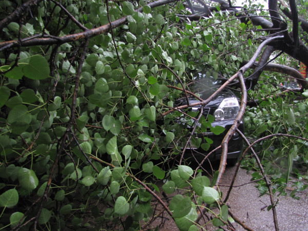 Chiếc ô tô bị ngọn cây phủ kín