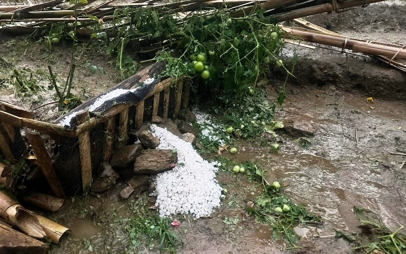 Mưa đá làm hư hỏng nhiều hoa màu