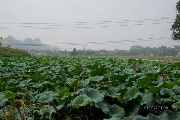 Dấu tích của hào bao bọc quanh thành cổ xưa kia giờ là những ao lớn dùng để trồng sen và nuôi cá