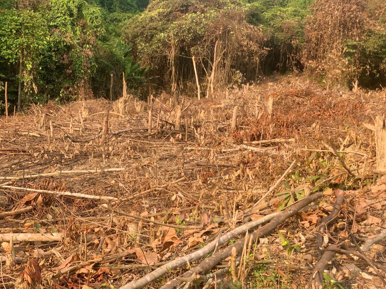 Rừng tự nhiên đang bị người dân phá tràn lan để trồng keo ở xã Kim Hoá. Rừng tự nhiên đang bị người dân phá tràn lan để trồng keo ở xã Kim Hoá.
