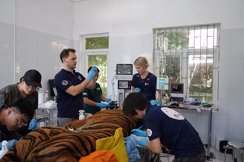 Các cá thể hổ được tiêm thuốc mê để thăm khám. Các cá thể hổ được tiêm thuốc mê để thăm khám.