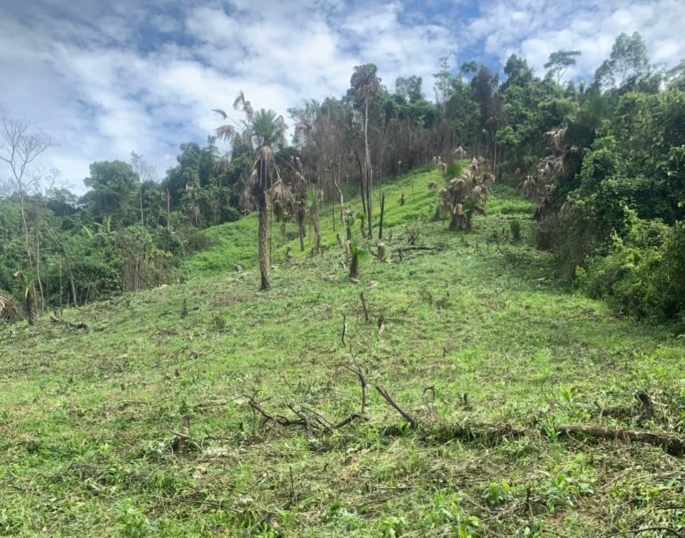 Nhiều khu vực rừng đã bị người dân phá từ lâu, thảm thực vật đã lên xanh tốt. Nhiều khu vực rừng đã bị người dân phá từ lâu, thảm thực vật đã lên xanh tốt.