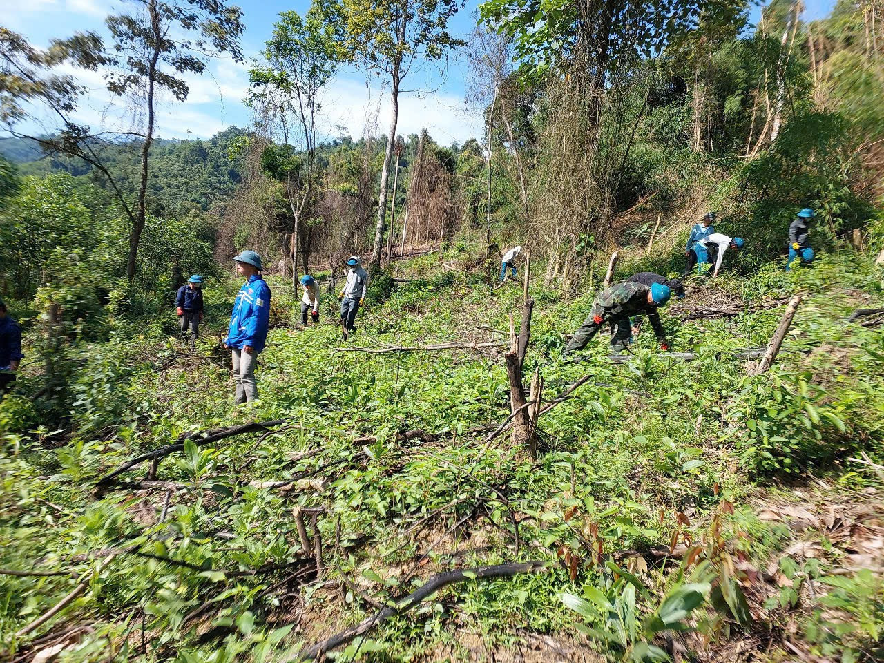 Keo trồng trái phép trên đất rừng tự nhiên đã bị nhổ bỏ. Keo trồng trái phép trên đất rừng tự nhiên đã bị nhổ bỏ.