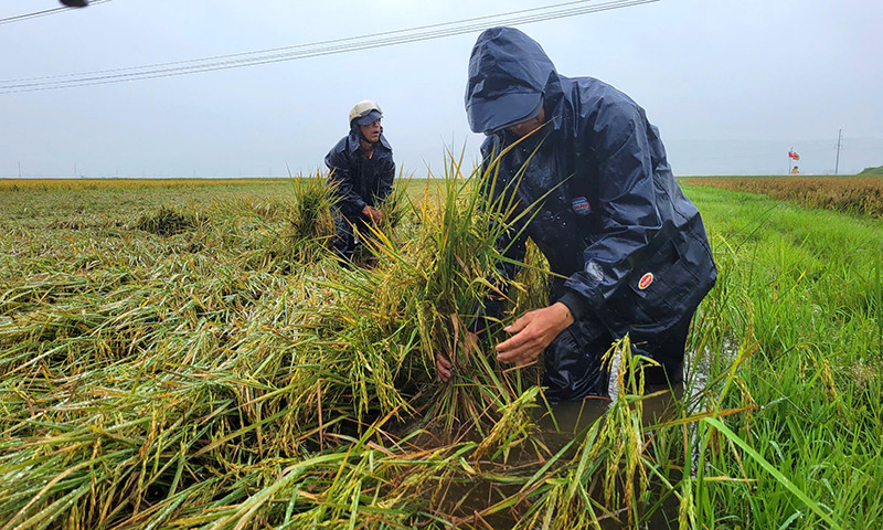 Chính quyền và người dân tham gia cứu lúa. Ảnh: Nguyễn Lợi