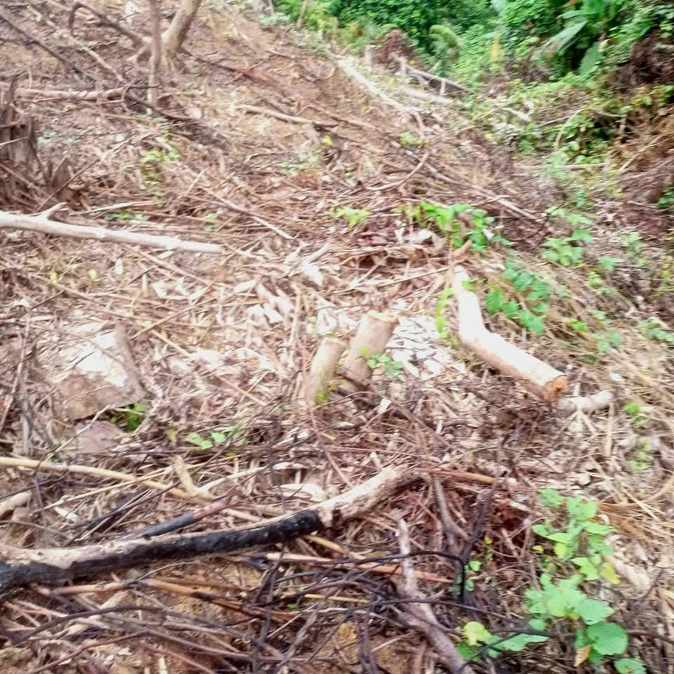 Nhiều khu rừng ở xã Kim Hoá bị cạo trọc để trồng keo. Nhiều khu rừng ở xã Kim Hoá bị cạo trọc để trồng keo.