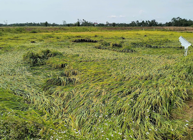 Hàng trăm hecta lúa đang vào vụ thu hoạch đã bị mưa gió quật ngã.