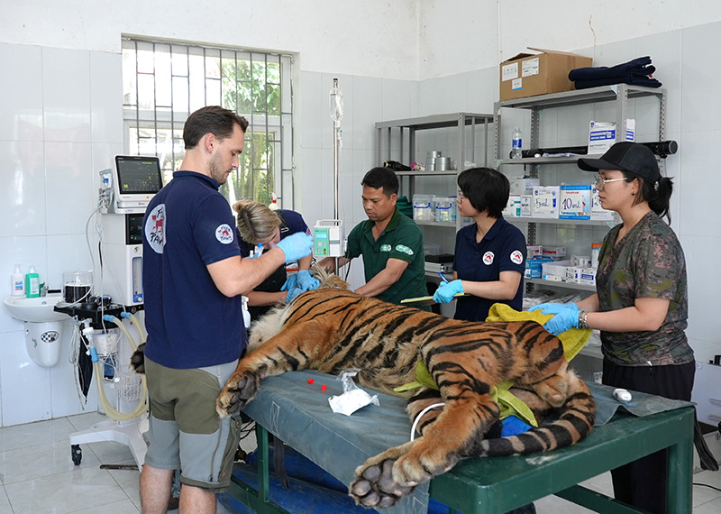 Các chuyên gia đánh giá, quy trình nuôi nhốt 7 cá thể hổ đảm bảo tiêu chuẩn.