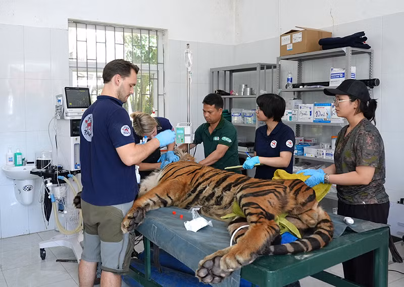 Các chuyên gia đánh giá, quy trình nuôi nhốt 7 cá thể hổ đảm bảo tiêu chuẩn. Các chuyên gia đánh giá, quy trình nuôi nhốt 7 cá thể hổ đảm bảo tiêu chuẩn.
