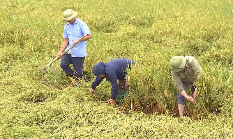 Người dân dựng lại lúa chờ đến ngày thu hoạch nhằm tránh thiệt hại.